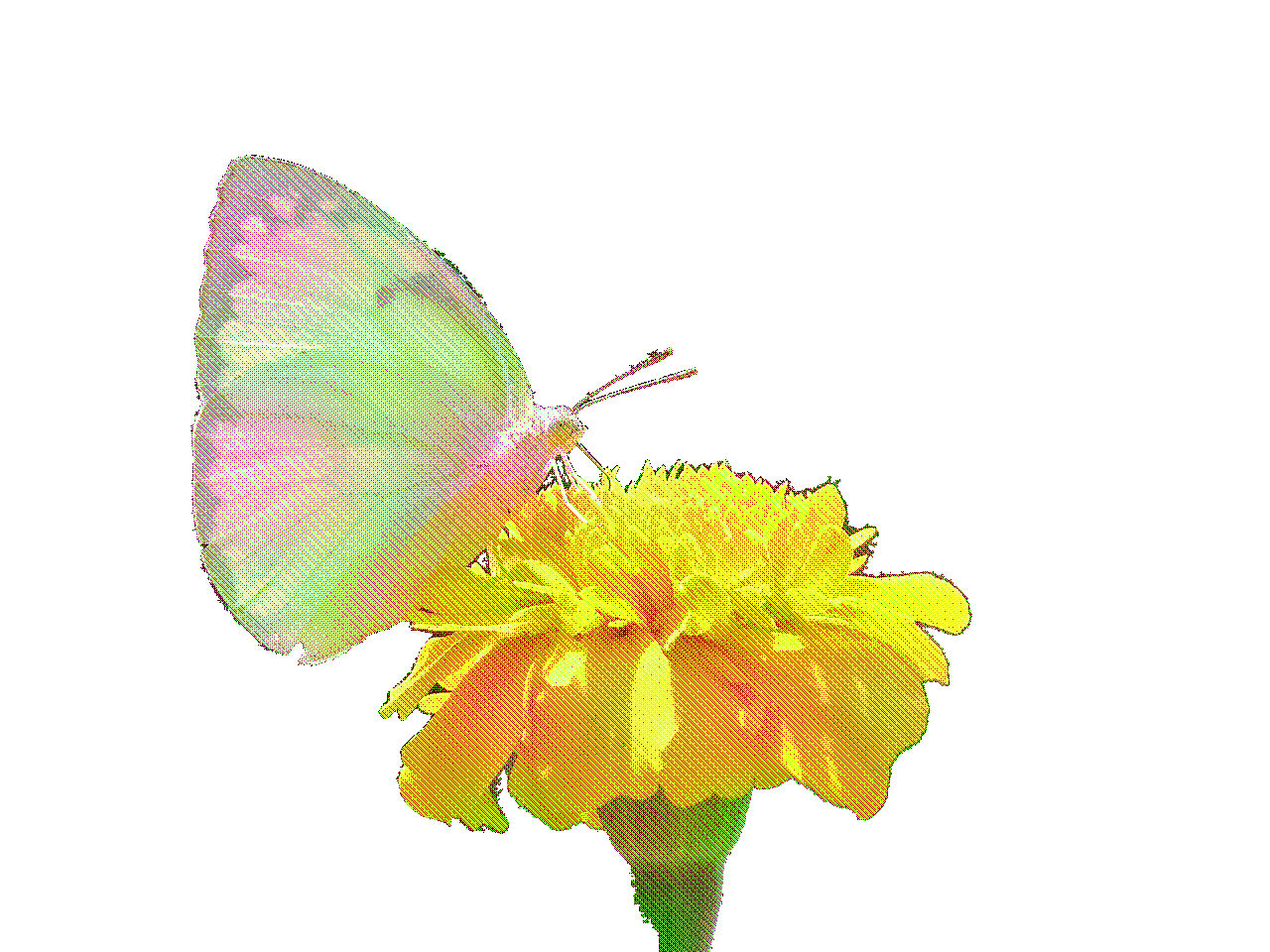 A photo of a butterfly on a dandelion.