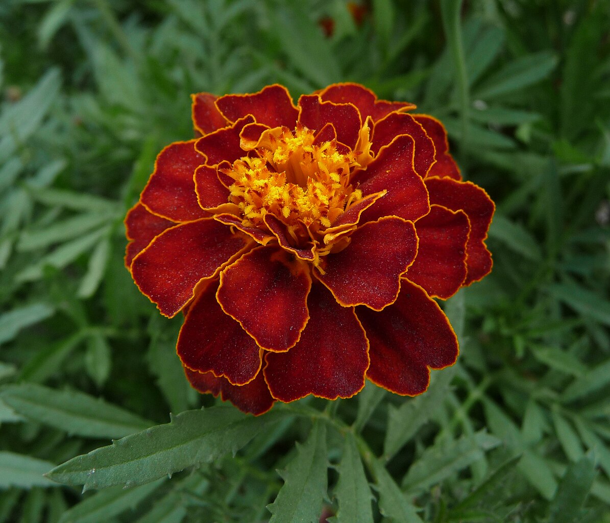 Unedited marigold