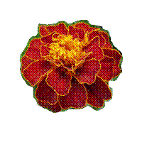 Edited marigold