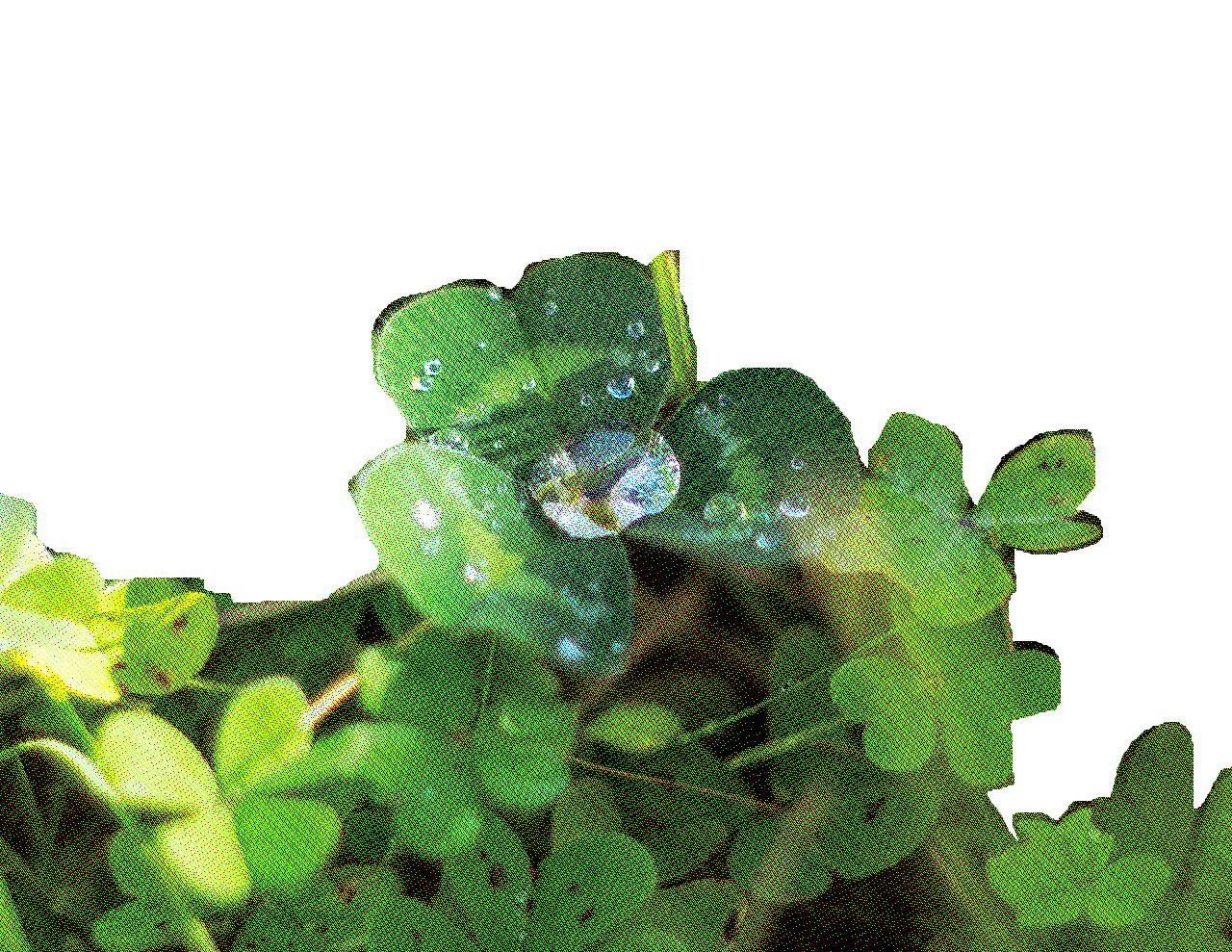 A photo of a dewdrop on a clover.
