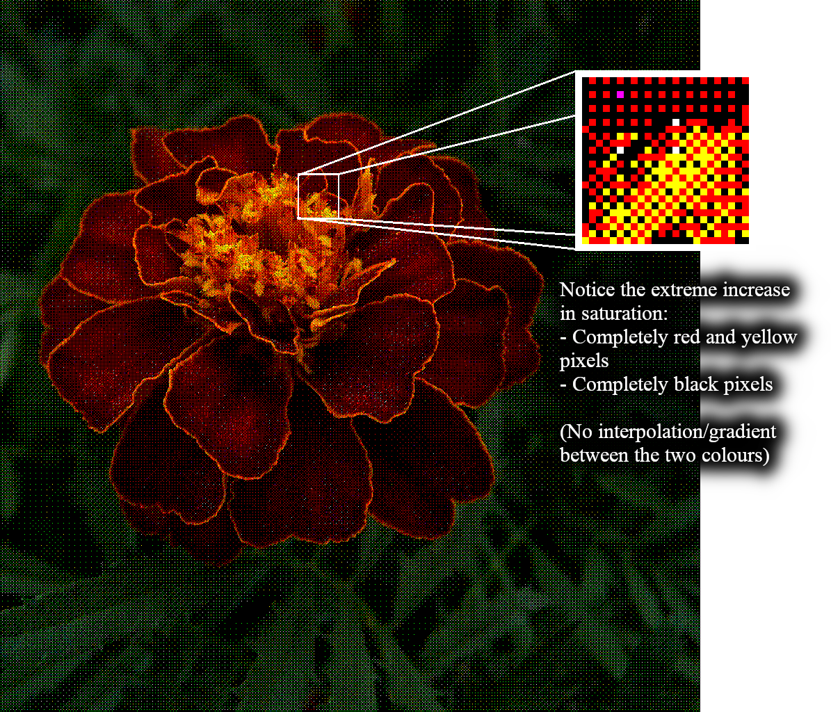 Diagram of marigold showing saturation on highest dithering.